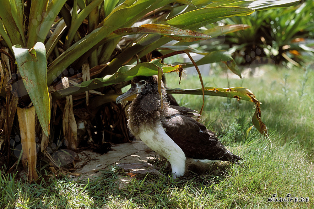 Fascinating young Laysan albatross on Midway Atoll