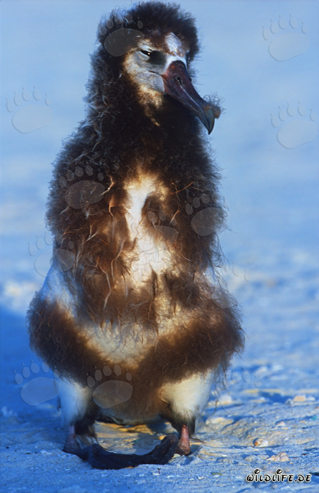 Fascinating portrait of a young Laysan albatross