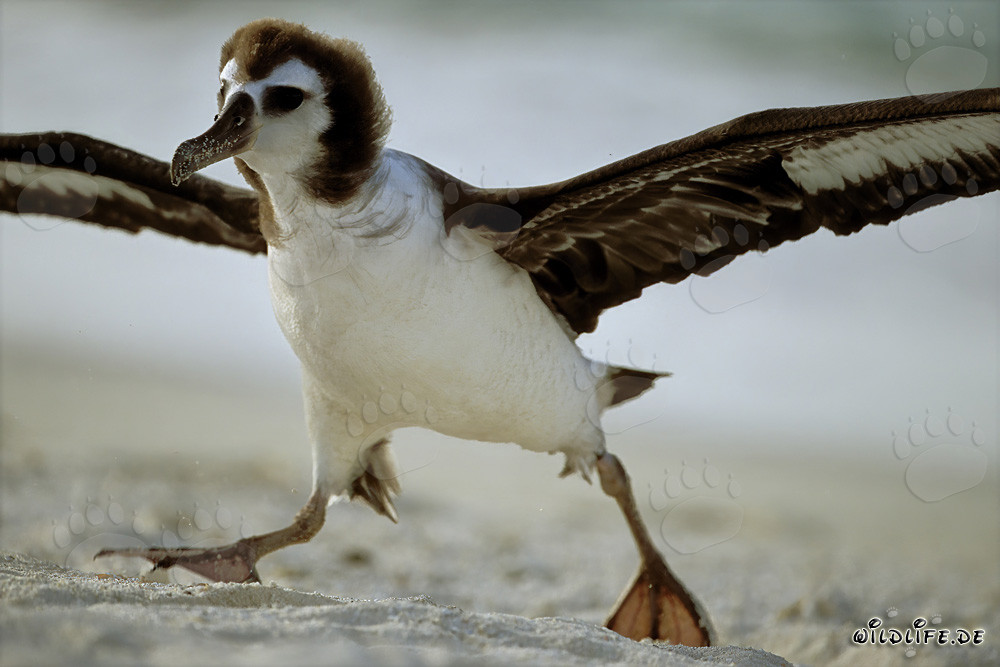 Fascinante joven Albatros de Laysan en Midway Atoll