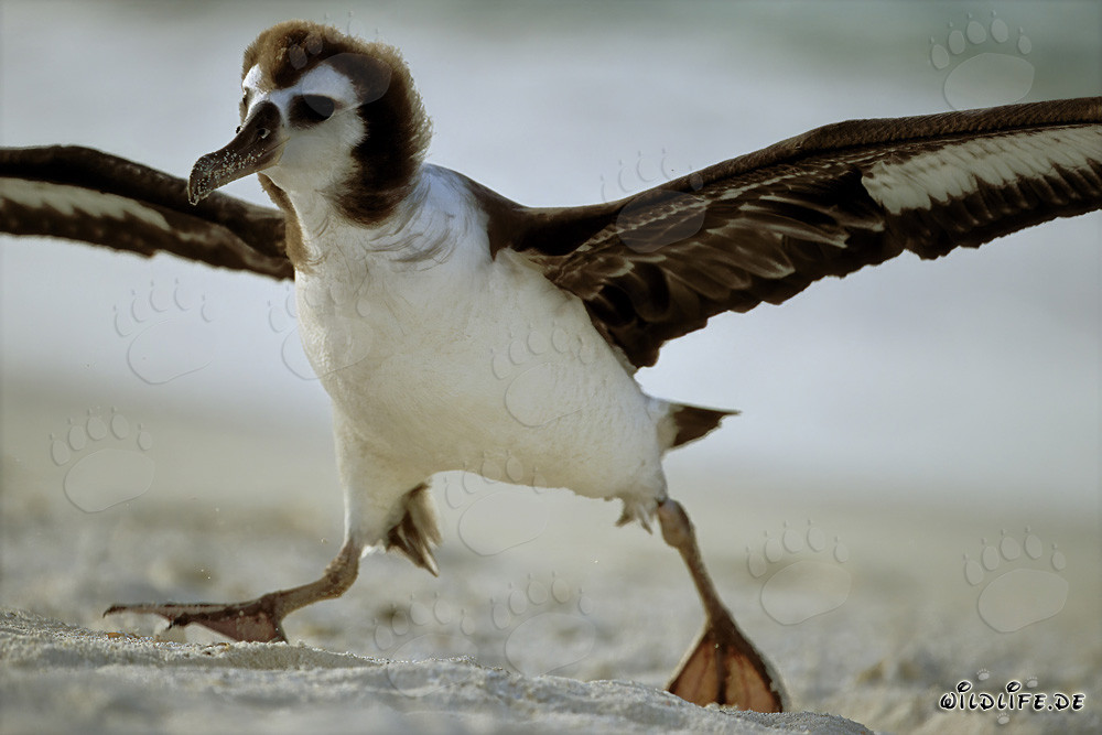 Faszinierender junger Laysan-Albatros auf Midway Atoll