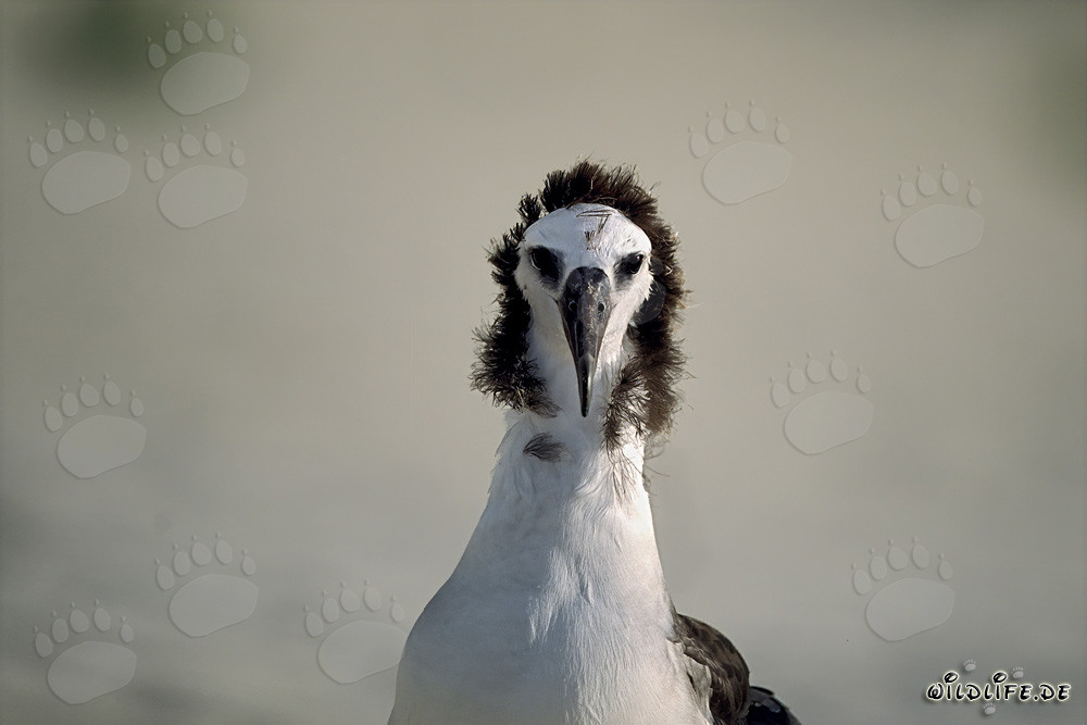 Retrato fascinante de un joven albatros de Laysan