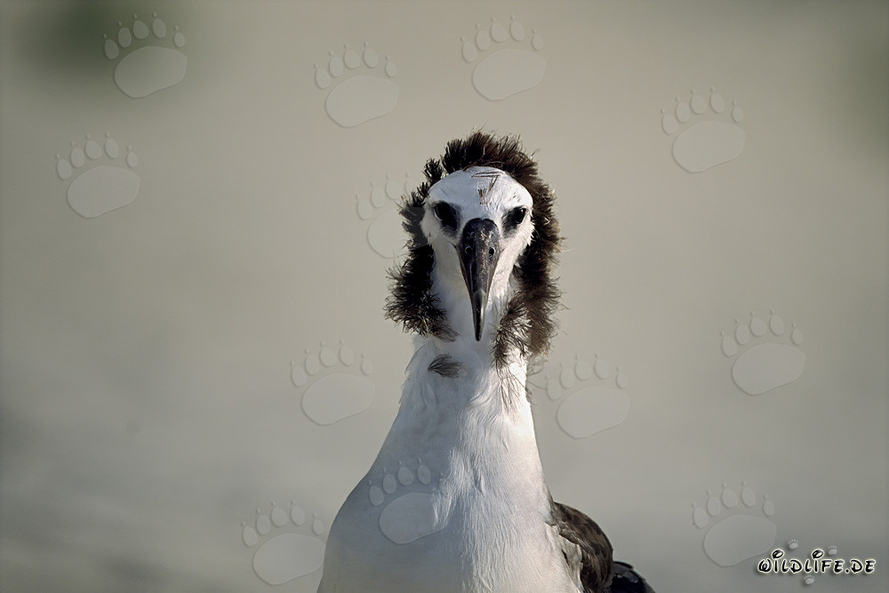 Faszinierendes Porträt eines jungen Laysan-Albatros