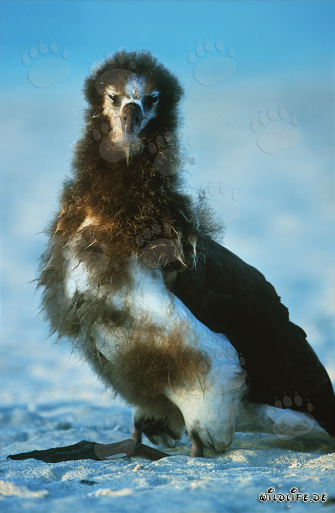 Jeune albatros de Laysan : Oiseau marin majestueux des îles Midway