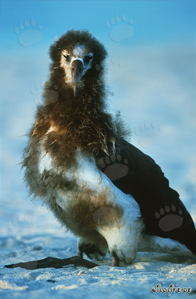 Cria de albatros de Laysan: Majestuosa ave marina de las islas Midway
