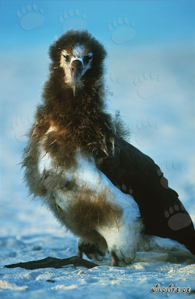 Jungtier des Laysan-Albatros: Majestätischer Meeresvogel der Midway-Inseln
