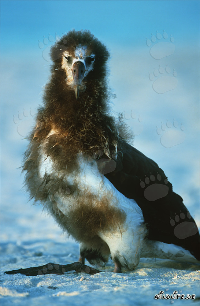 Young Laysan albatross: Majestic seabird of the Midway Islands