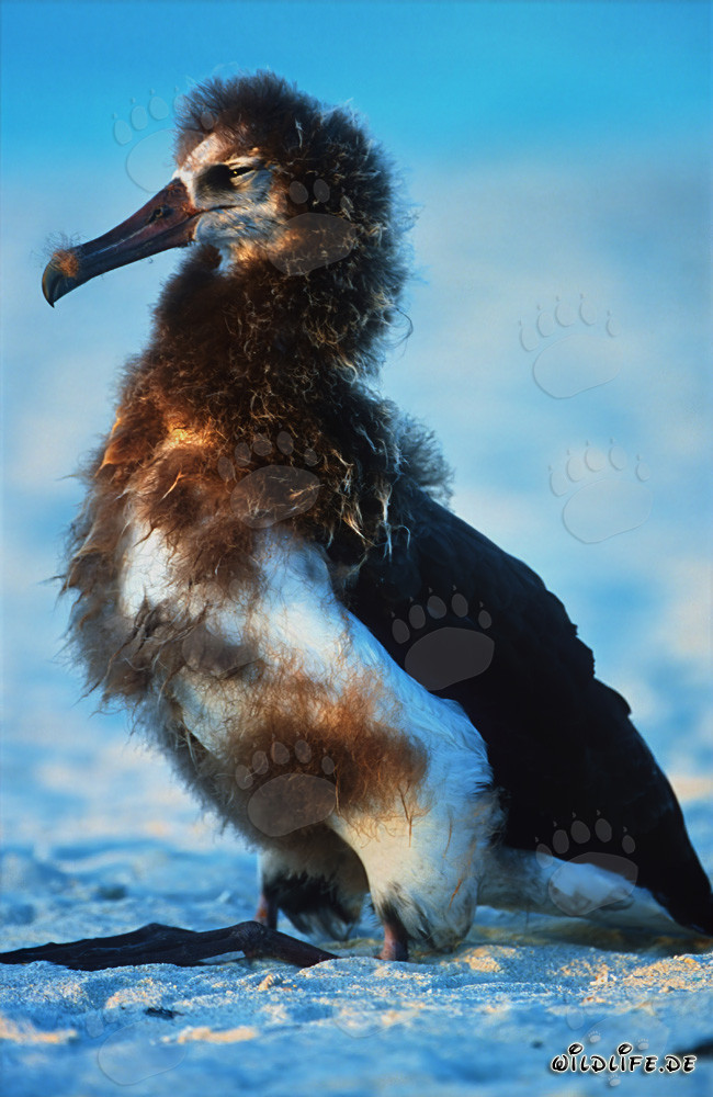 Jeune et fascinant albatros de Laysan à Midway Atoll