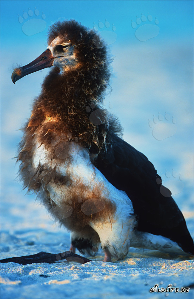 Fascinante joven albatros de Laysan en Midway Atoll
