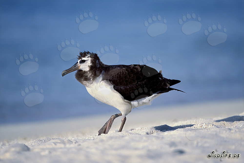 Affascinante giovane albatros di Laysan a Midway Atoll