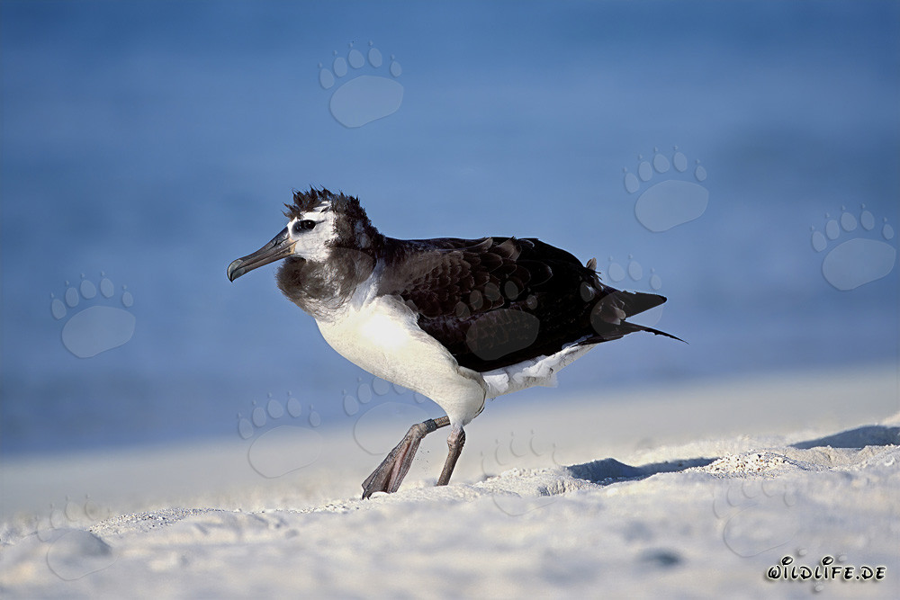 Jeune et fascinant albatros de Laysan à Midway Atoll