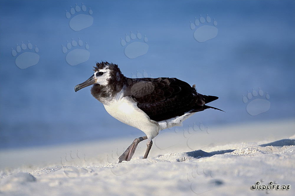 Fascinante joven albatros de Laysan en Midway Atoll