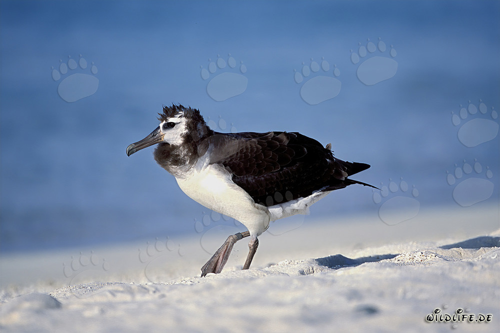 Faszinierender junger Laysan-Albatros auf Midway Atoll