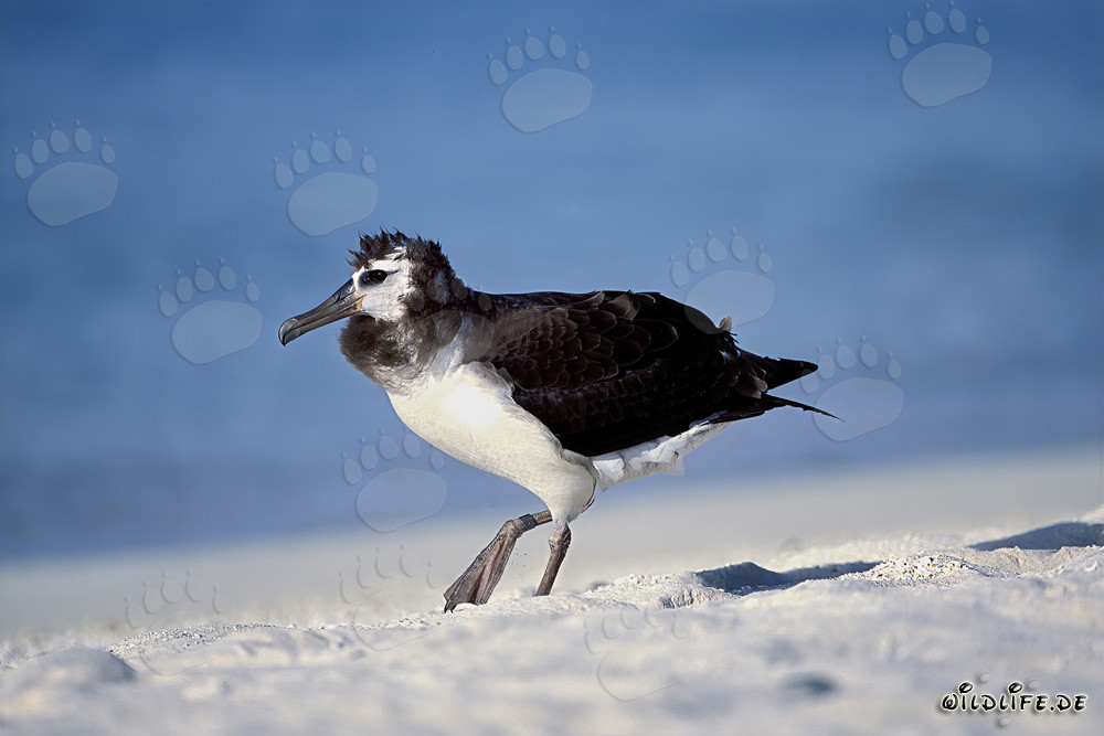 Fascinating young Laysan albatross on Midway Atoll