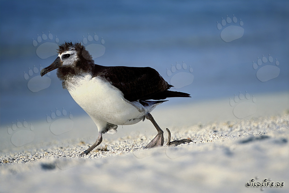 Faszinierender junger Laysan-Albatros auf Midway Island, Hawaii, USA