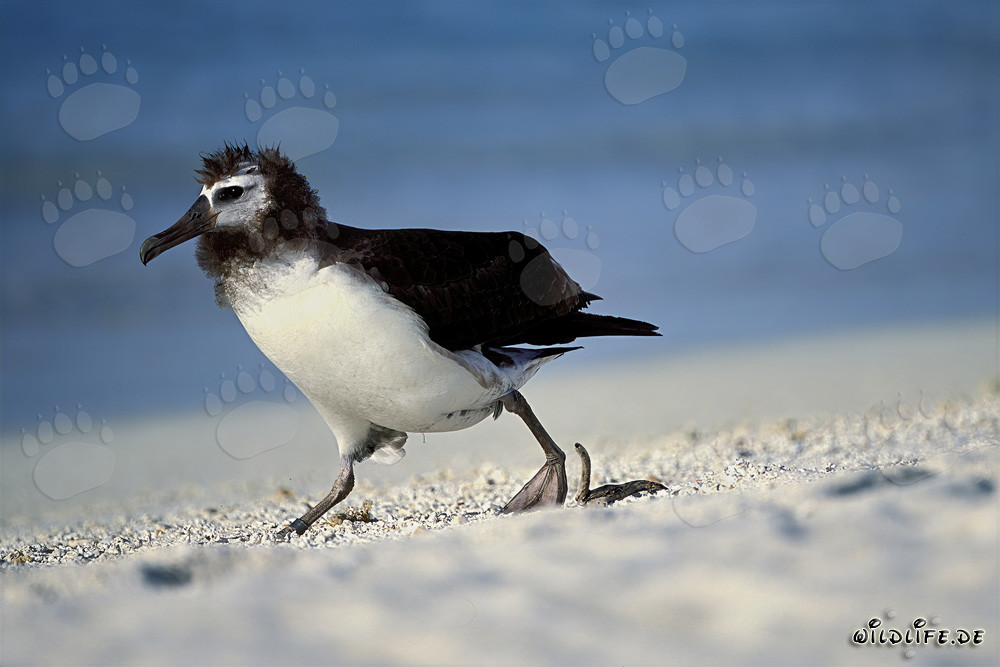Fascinating young Laysan albatross on Midway Island, Hawaii, USA