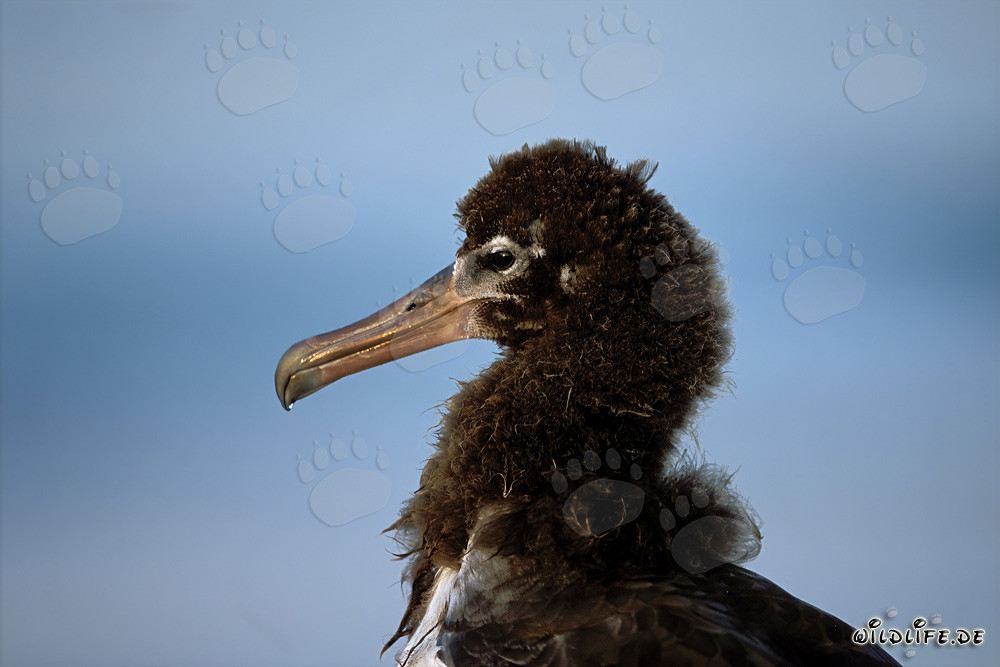 Portrait fascinant d'un jeune albatros de Layasan