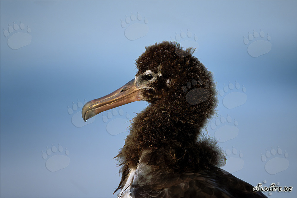 Retrato fascinante de un joven albatros de Laysan