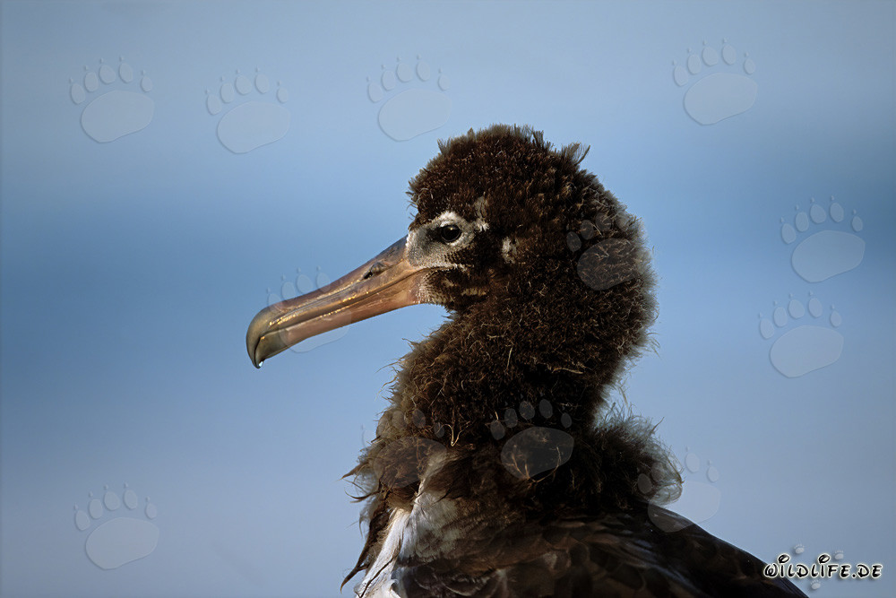 Faszinierendes Porträt eines jungen Laysan-Albatros