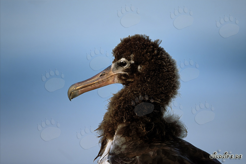 Fascinating portrait of a young Laysan albatross