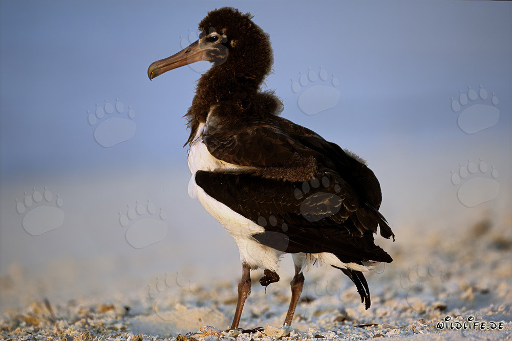 Affascinante giovane albatros di Laysan a Midway Atoll