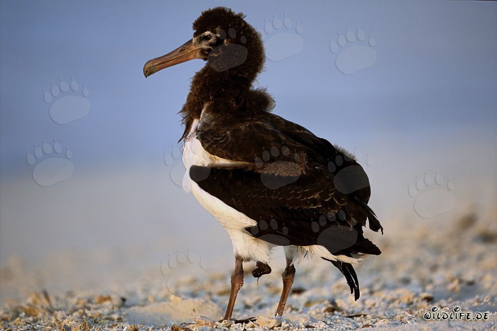 Jeune et fascinant albatros de Laysan à Midway Atoll