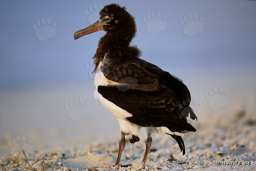Fascinante joven albatros de Laysan en Midway Atoll