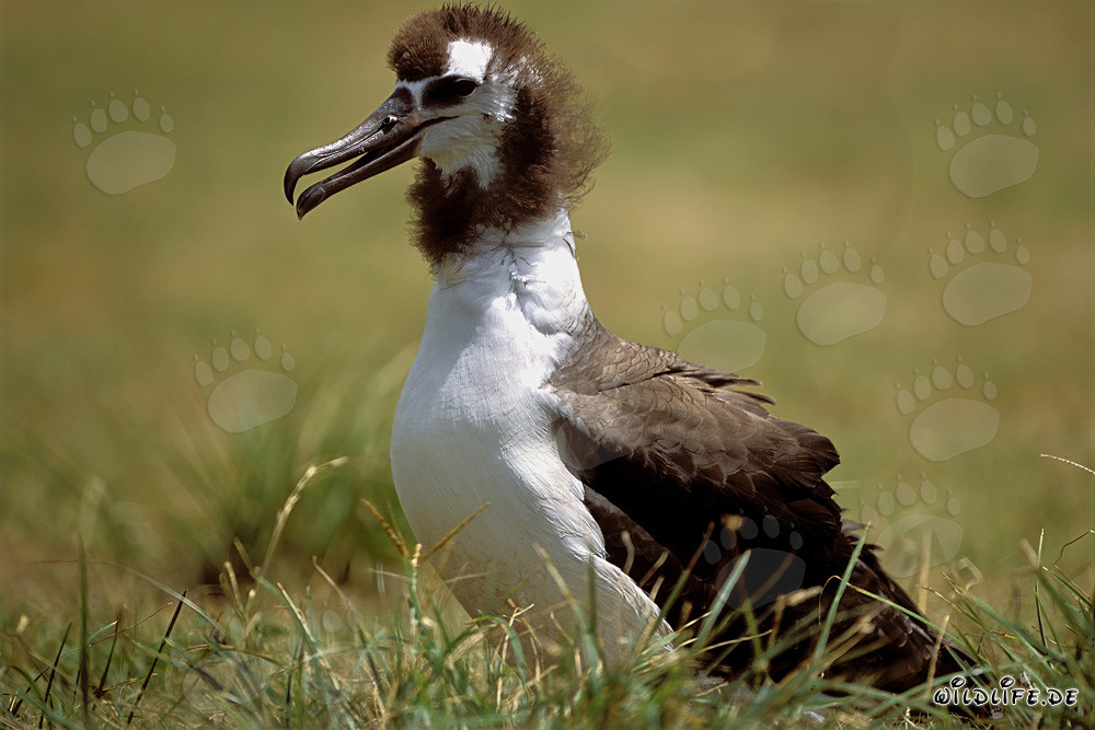 Giovane albatros di Laysan: Uccello maestoso del Pacifico