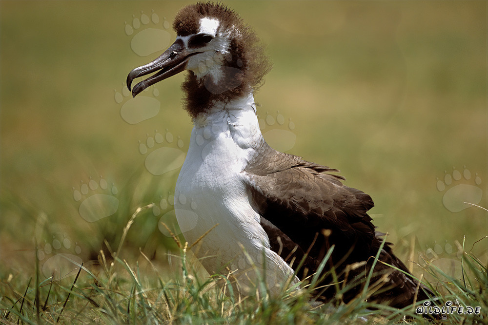 Jungtier des Laysan-Albatros: Majestätischer Vogel des Pazifiks