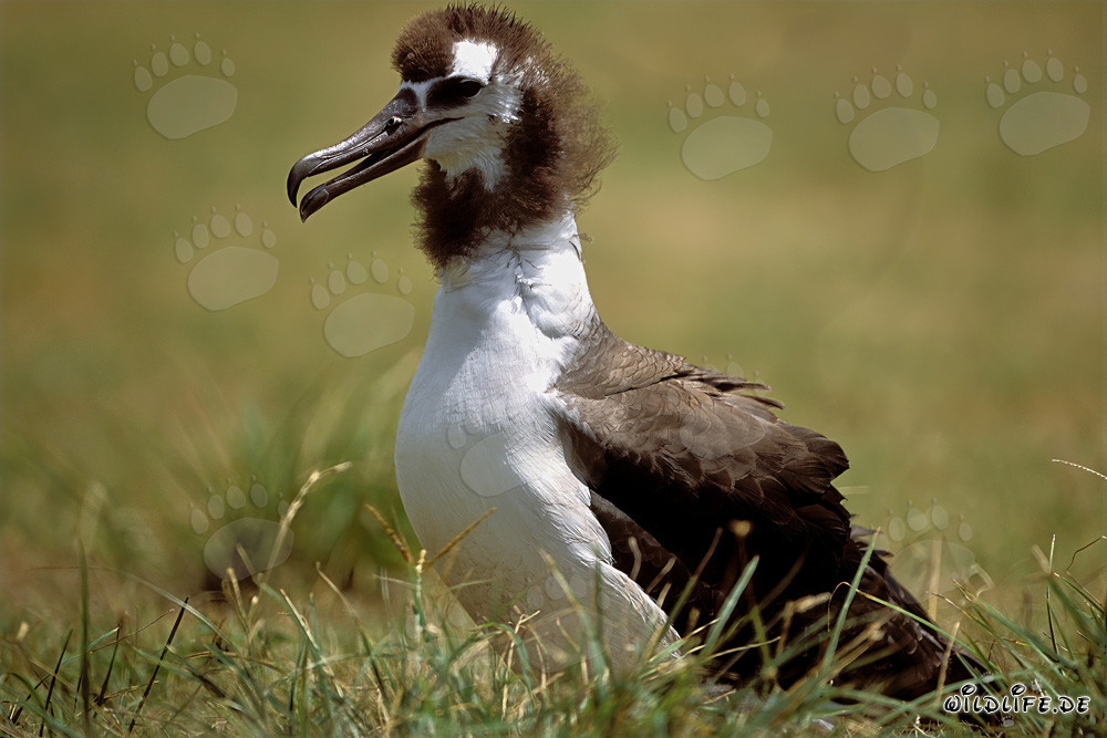 Polluelo de albatros de Laysan: Ave majestuosa del Pacífico