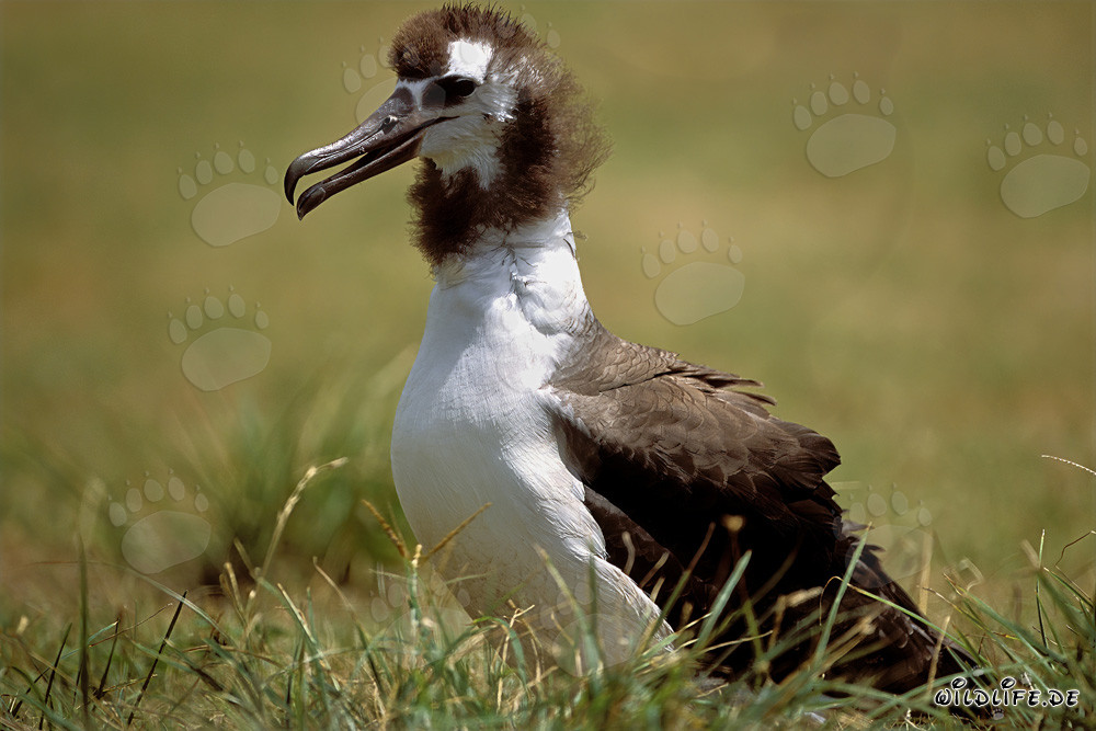 Young Laysan albatross: Majestic bird of the Pacific
