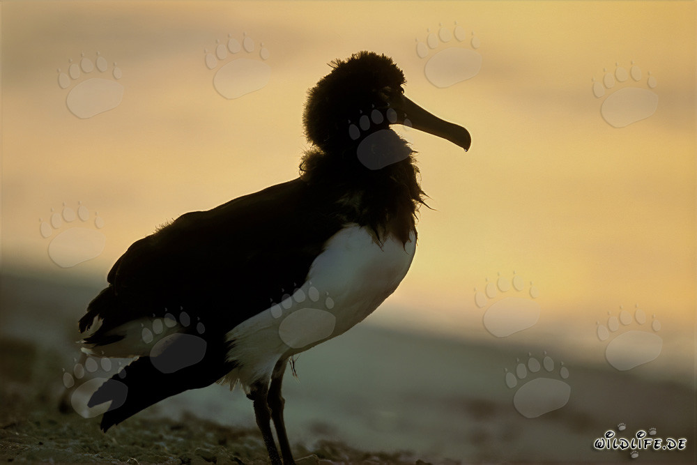Young Laysan Albatross on Midway Atoll