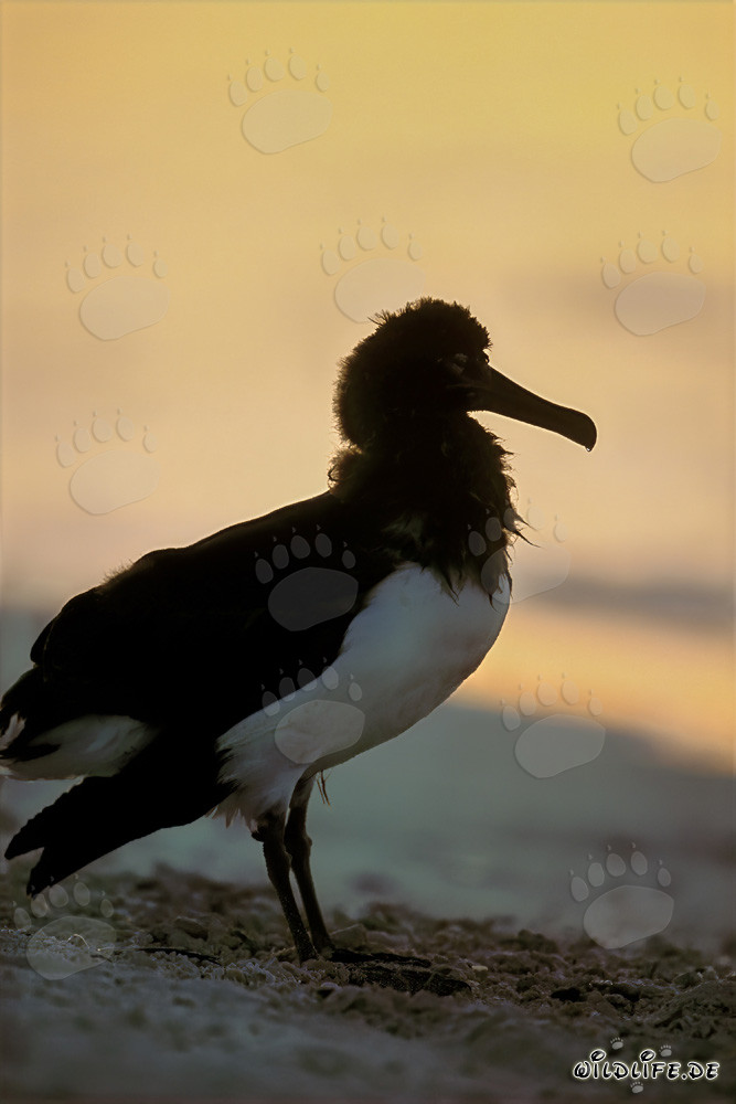 Affascinante giovane albatros di Layson a Midway Atoll