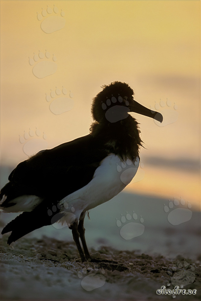 Jeune et fascinant albatros de Laysan à Midway Atoll