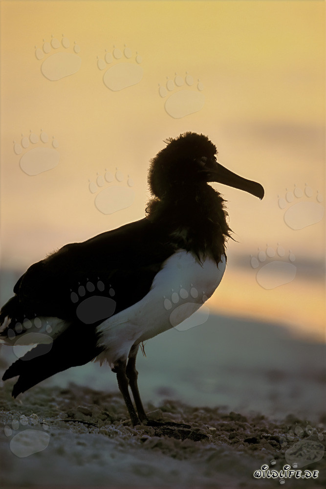 Fascinante joven albatros de Laysan en Midway Atoll
