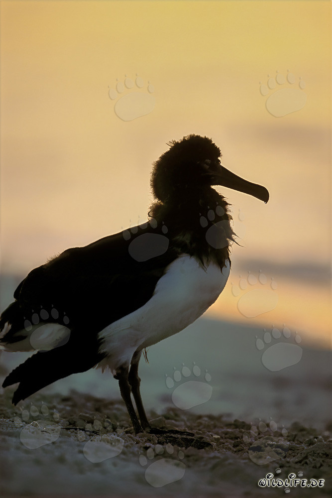 Fascinating young Laysan albatross on Midway Atoll
