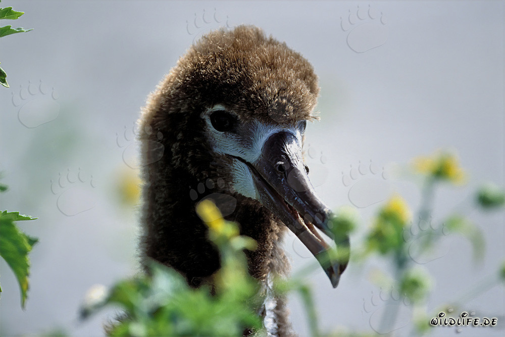 Faszinierendes Porträt eines jungen Laysan-Albatrosses