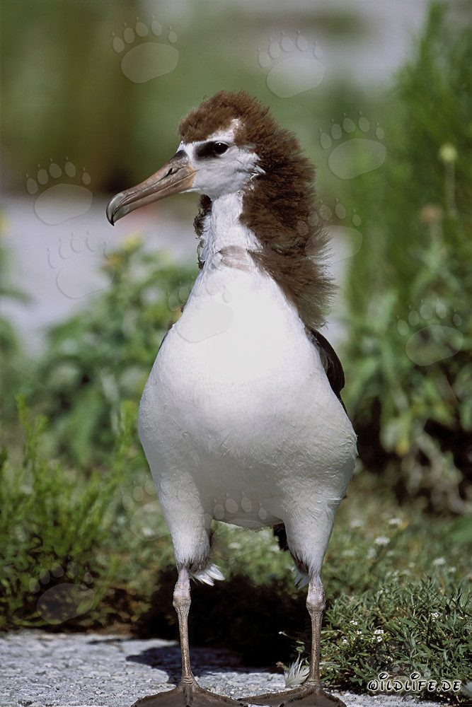 Affascinante giovane albatros di Laysan a Midway Atoll nelle isole hawaiane