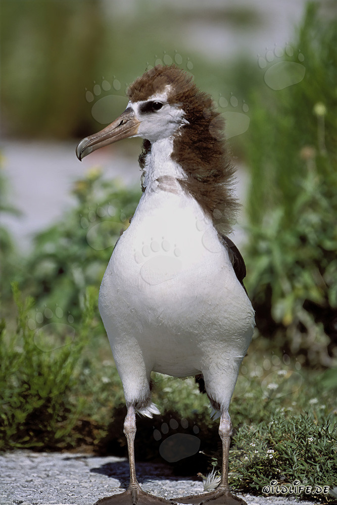 Fascinante joven albatros de Laysan en Midway Atoll en las islas hawaianas