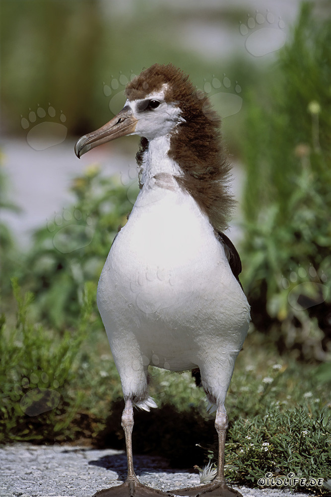 Faszinierender junger Laysan-Albatros auf Midway Atoll in den Hawaiian Islands