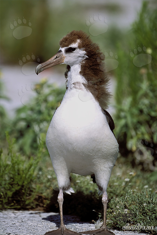 Fascinating young Laysan albatross on Midway Atoll in the Hawaiian Islands