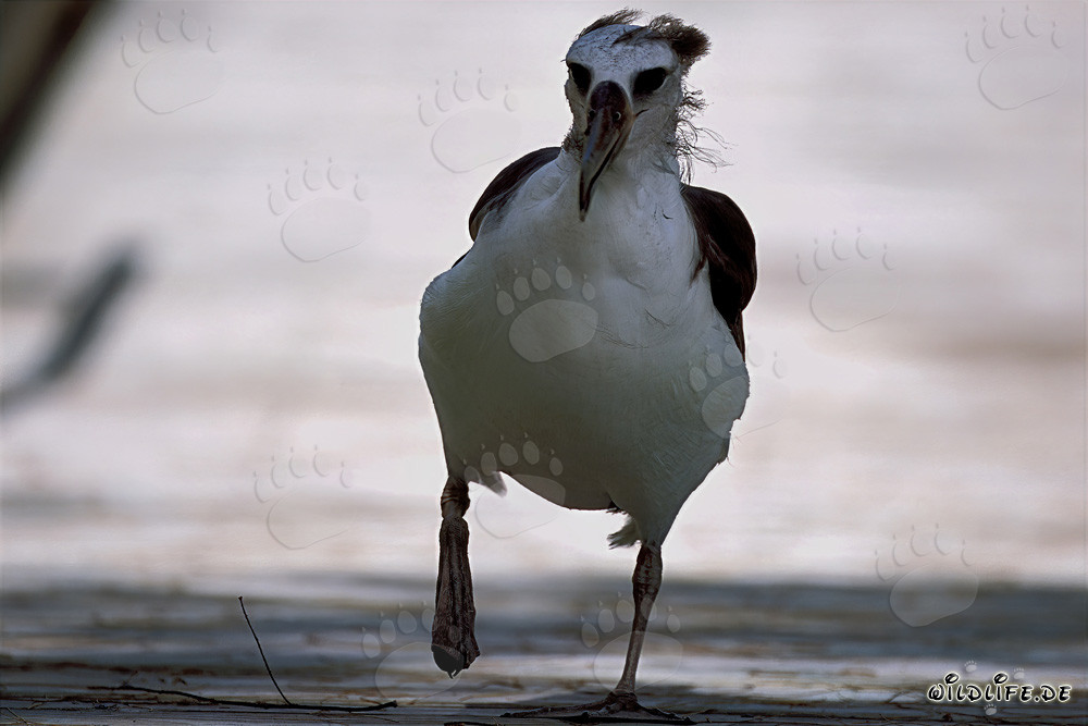 Affascinante giovane Albatros di Laysan a Midway Atoll nelle isole hawaiane