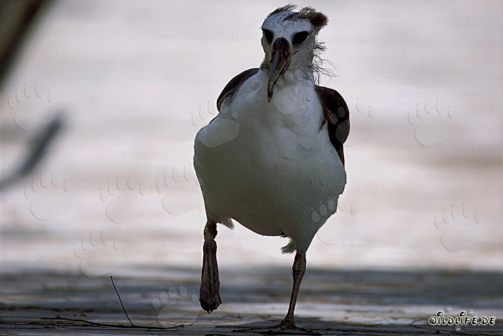 Fascinante joven Albatros de Laysan en Midway Atoll en las Islas Hawaianas