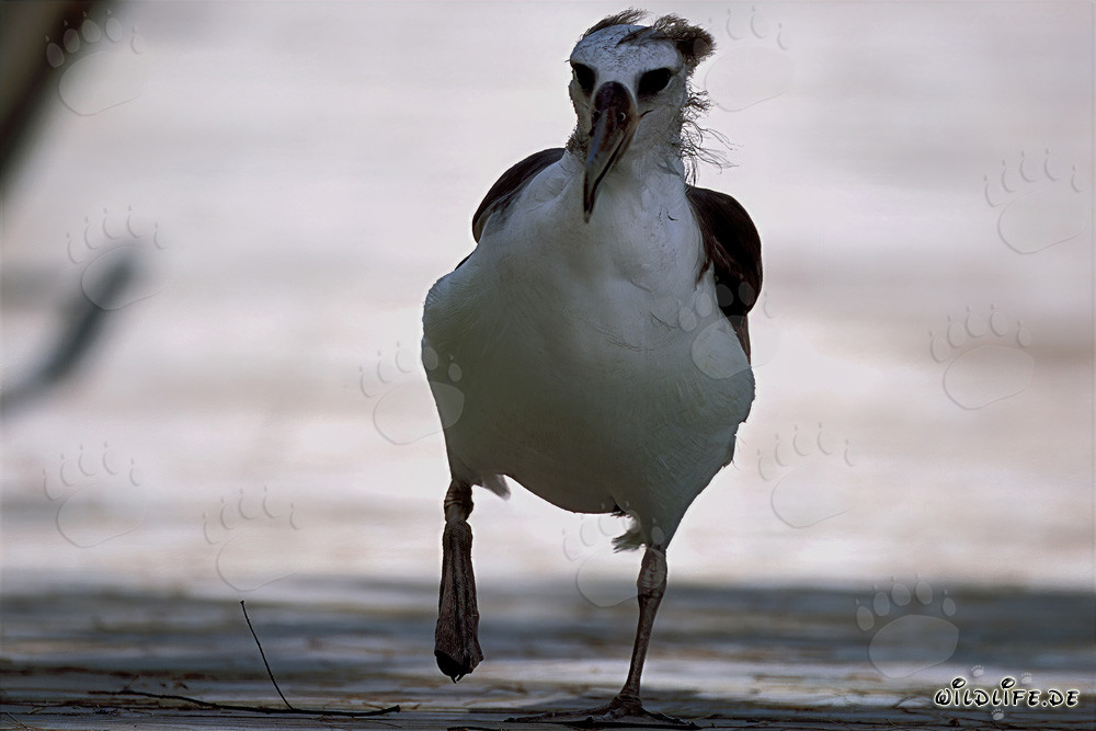 Fascinating young Laysan albatross on Midway Atoll in the Hawaiian Islands