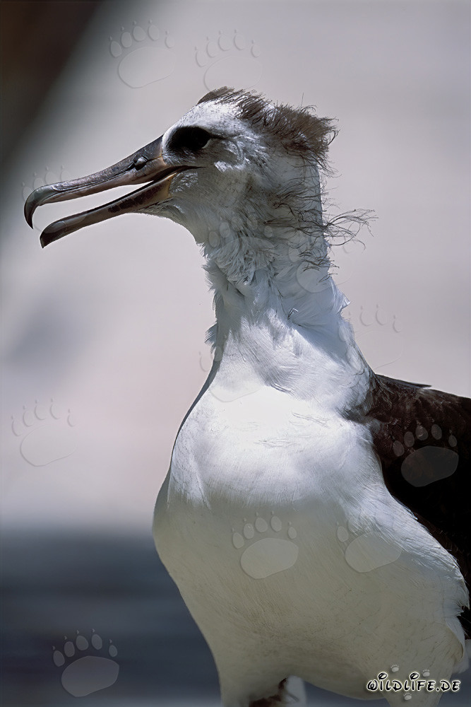 Faszinierendes Bild eines jungen Laysan-Albatros am Strand