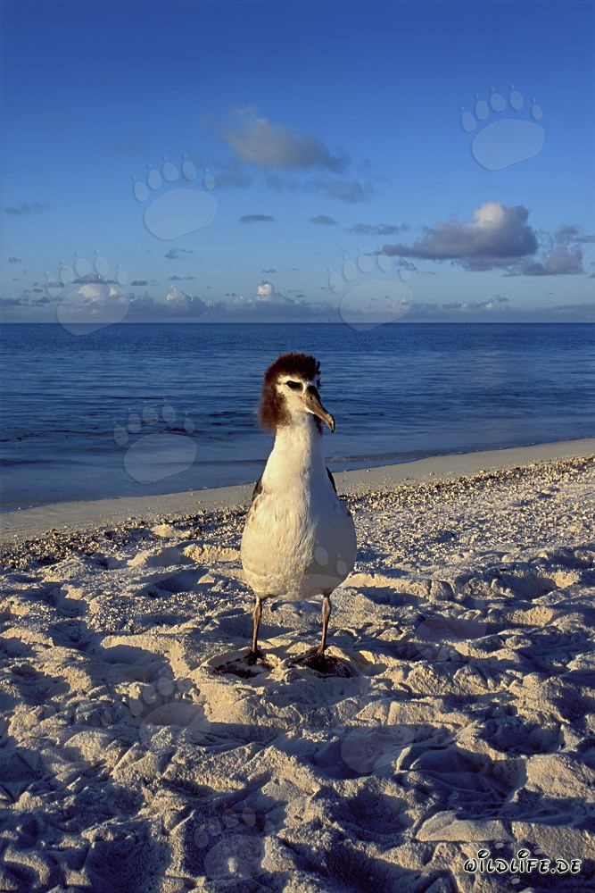Joven albatros de Laysan fascinante en Midway Atoll en las islas hawaianas, Estados Unidos