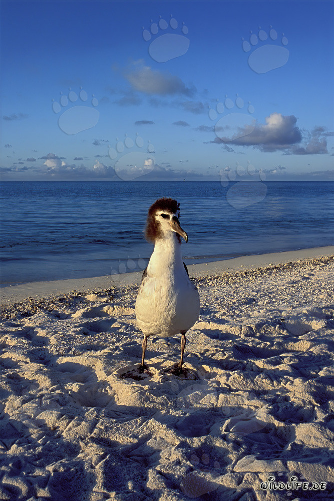 Faszinierender Junger Laysan-Albatros auf Midway Atoll in den Hawaiian Islands, USA