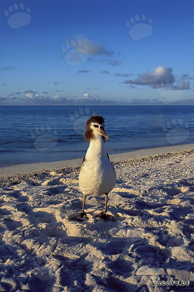 Fascinating Young Laysan Albatross on Midway Atoll in the Hawaiian Islands, USA