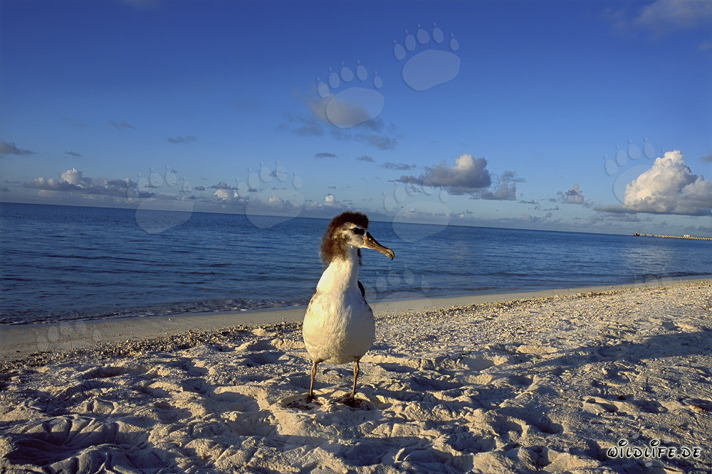 Giovane e affascinante albatros di Laysan a Midway Atoll