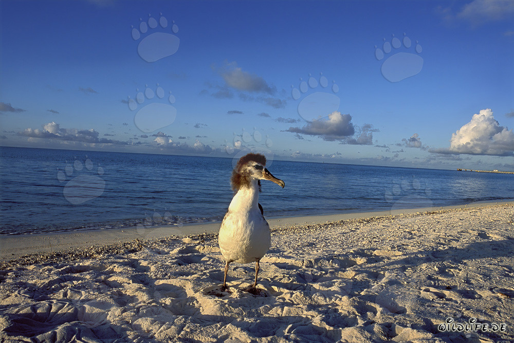 Jeune et fascinant albatros de Laysan à Midway Atoll