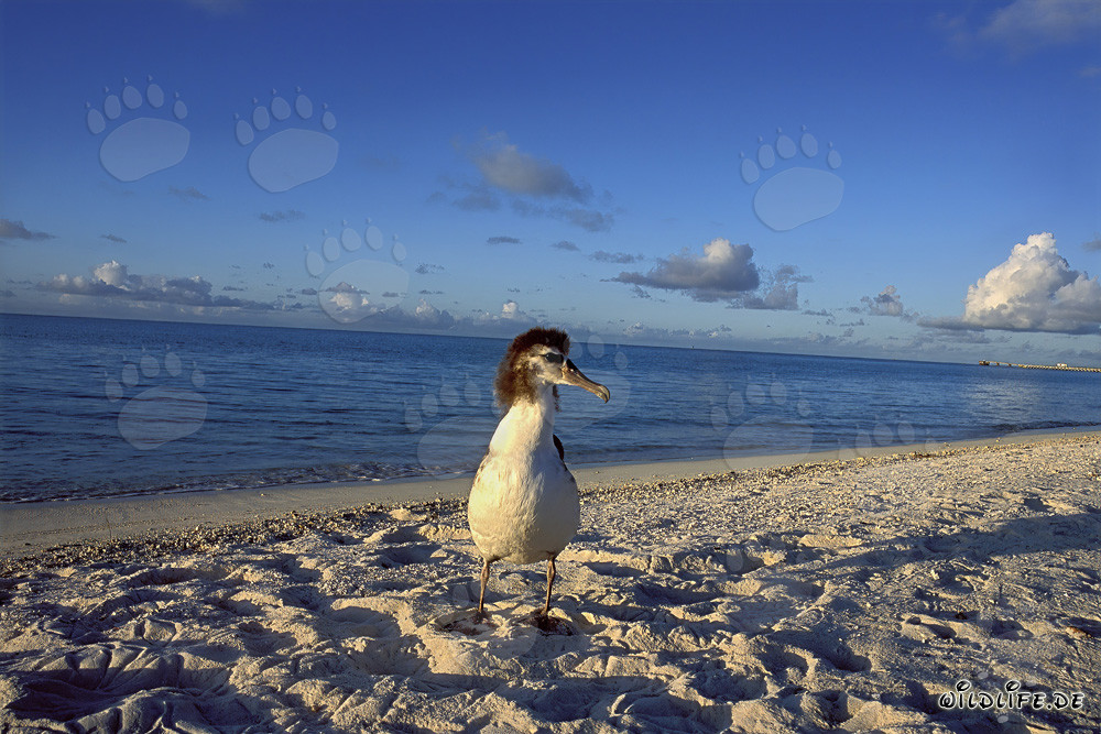 Joven y fascinante albatros de Laysan en Midway Atoll
